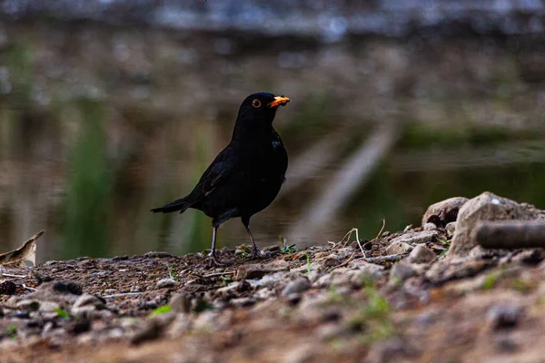 Blackbird Lado Lagoa Procura Comida — Fotografia de Stock