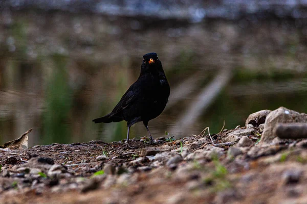 Blackbird Στην Άκρη Της Λίμνης Ψάχνει Για Φαγητό — Φωτογραφία Αρχείου