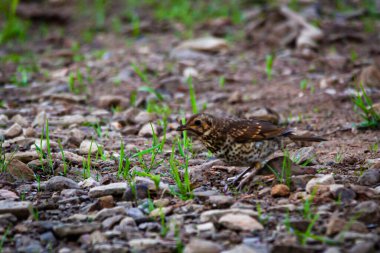 Su deposunun yanında şarkı ardıç kuşu.