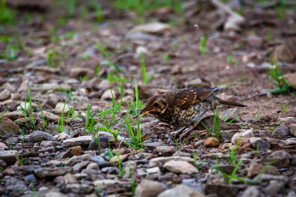 Song Thrush Side Reservoir — Stock Photo, Image