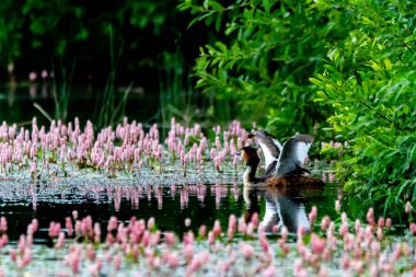 Suda yağlı boya, yansıtır.
