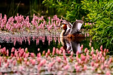 Suda yağlı boya, yansıtır.