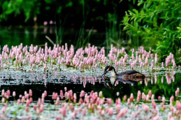 Grebe Sull Acqua Riflettendo — Foto Stock