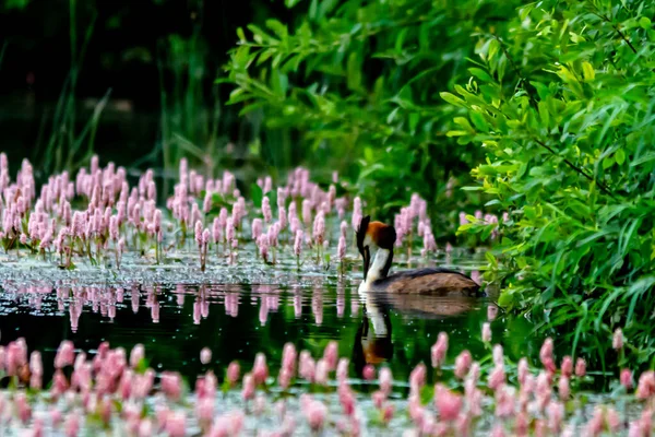 Grebe Sull Acqua Riflettendo — Foto Stock