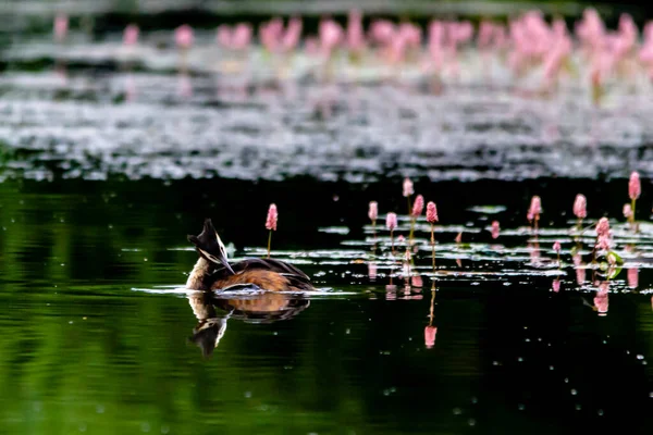 Grebe Sull Acqua Riflettendo — Foto Stock