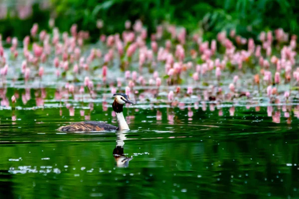 Grebe Sull Acqua Riflettendo — Foto Stock