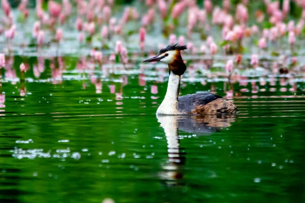 Grebe Sull Acqua Riflettendo — Foto Stock