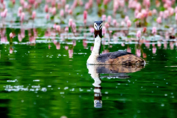 Grebe Sull Acqua Riflettendo — Foto Stock