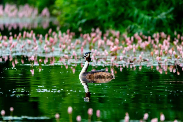 Grebe Sull Acqua Riflettendo — Foto Stock