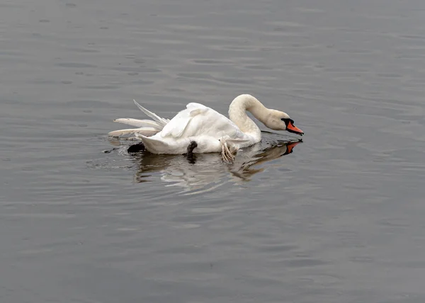 Cigno Che Riflette Nell Acqua Giorno Pioggia — Foto Stock