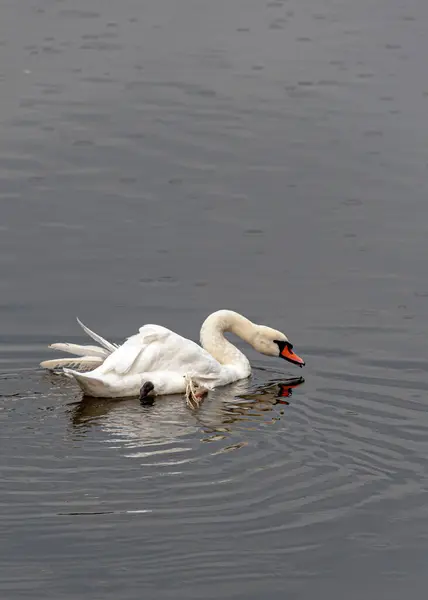 Swan Reflecting Water Rainy Day — Stock Photo, Image