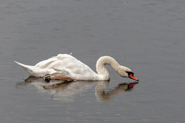 Schwan Spiegelt Sich Einem Regnerischen Tag Wasser — Stockfoto