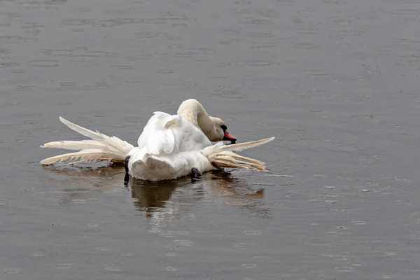 Cisne Reflejándose Agua Día Lluvioso —  Fotos de Stock