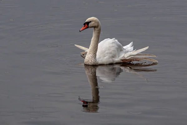 Cigno Che Riflette Nell Acqua Giorno Pioggia — Foto Stock