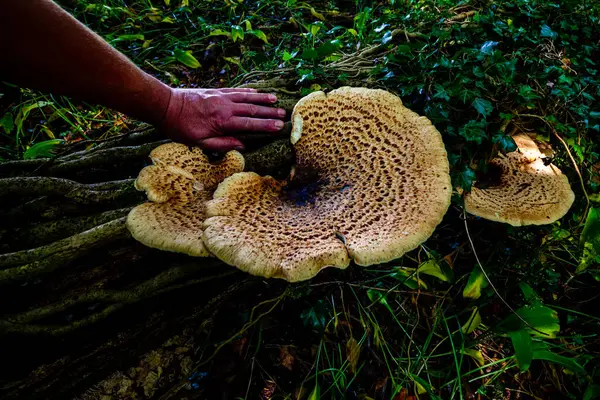 Large Mushroom Growing Some Tree Roots Wood Stream — Stock Photo, Image