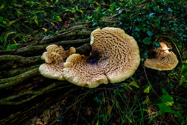 Seta Grande Que Crece Algunas Raíces Árboles Bosque Cerca Arroyo — Foto de Stock