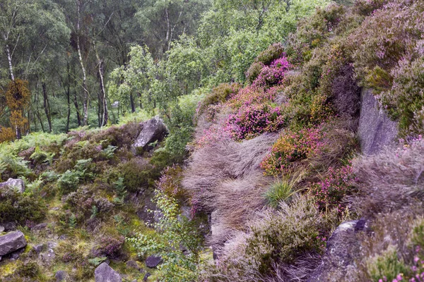 Heidekrautblüte Peak District National Park Großbritannien — Stockfoto