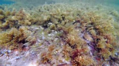 Okul balık içinde Akdeniz beach, el Portixol, Alicante İspanya. Sarpa dolaştığı, dreamfish, salema, salema porgy, inek çipura veya goldline bilinen