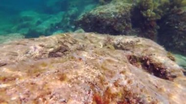 Okul balık içinde Akdeniz beach, el Portixol, Alicante İspanya. Sarpa dolaştığı, dreamfish, salema, salema porgy, inek çipura veya goldline bilinen