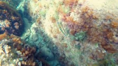 Süslü wrasse veya Thalassoma pavo, Javea Beach, el Portixol, Akdeniz kıyılarında Alicante. İspanya