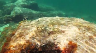 Balık okul: Sarpa dolaştığı veya dreamfish