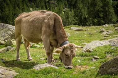 Bir dağ tarafında Aiguestortes Milli Parkı'nda Katalanca Pyrenees, İspanya çim yeme inekler.