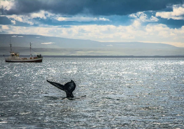 Invités Une Visite Guidée Observation Des Baleines Observer Rorqual Bosse — Photo