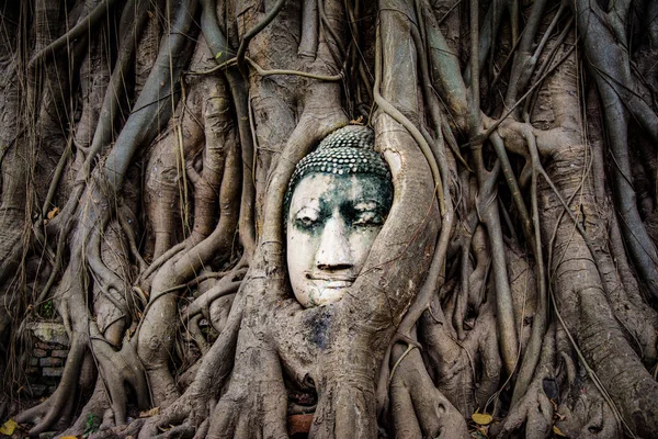 Testa Statua Buddha Nelle Radici Degli Alberi Wat Mahathat Ayutthaya — Foto Stock