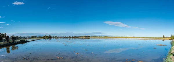 Campo de arroz paddy em Ebro delta, Espanha. Céu azul reflexão da água — Fotografia de Stock