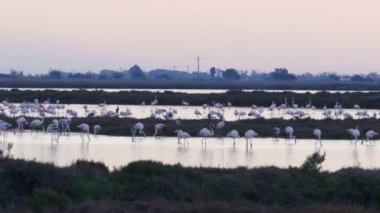 Ebro Delta doğal park flamingoların grubu. Afrika kuşlar. Gün batımı gün parçası