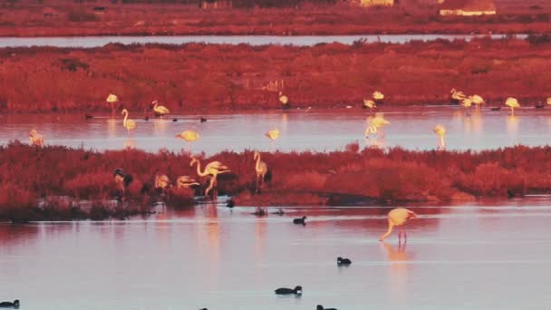 Grupo Flamingos no Parque Natural Ebro Delta. Aves africanas. Pôr do sol parte do dia — Vídeo de Stock