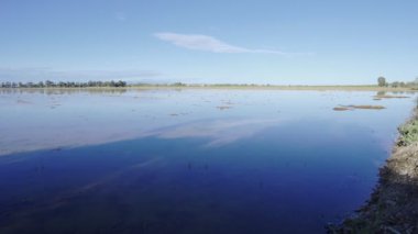 Pirinç çeltik alan Ebro Delta, İspanya. Mavi gökyüzü su yansıma
