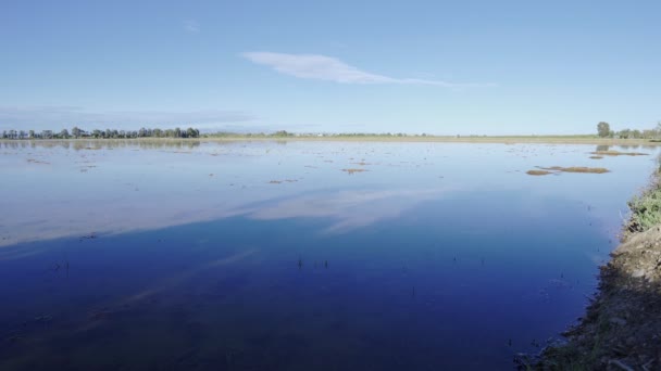 Rýže rýžového pole v deltě řeky Ebro, Španělsko. Odraz na vodě modrá obloha — Stock video