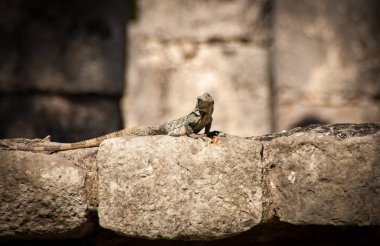 Tulum kalıntıları taşlarının üzerinde ayrıntılı Iguana ya da Ctenosaura similis.