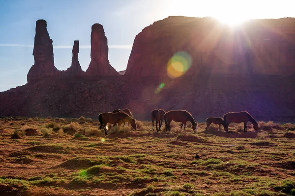 Коні в Долина монументів, штат Юта. — стокове фото