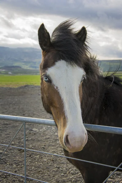 Cavallo ghiacciato dagli occhi azzurri — Foto Stock