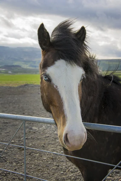 Cheval glace aux yeux bleus — Photo