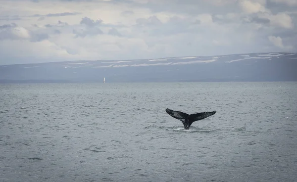 Горбатые киты ныряют с фьордом на заднем плане — стоковое фото