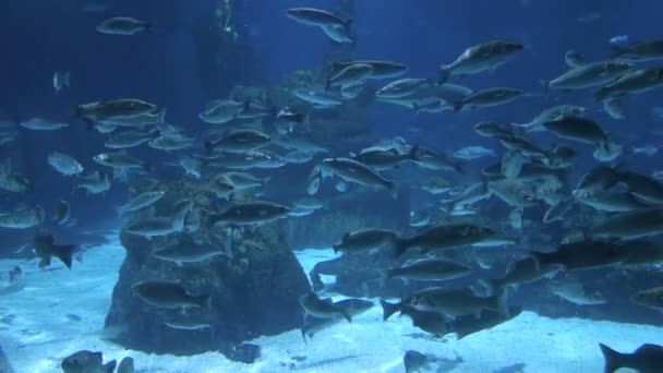 西班牙巴塞罗那水族馆里的射线和鱼 — 图库视频影像