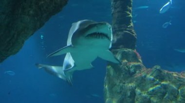 Kum kaplan köpek balığı Carcharias taurus, tehlikeli balık özel akvaryumda yüzen.