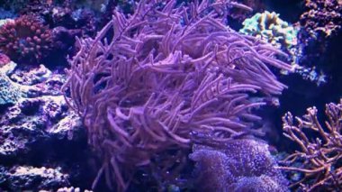 Pembe sualtı flora su tarafından geçerli hareket ediyor.