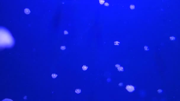 Jellys моря, медуза — стокове відео