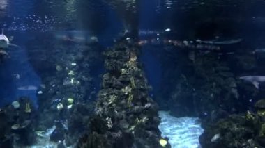 Ray, köpekbalıkları ve birkaç diğer balıklar içinde belgili tanımlık akvaryum Barcelona, İspanya