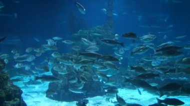 Ray, köpek balığı ve everal diğer balıklar içinde belgili tanımlık akvaryum Barcelona, İspanya