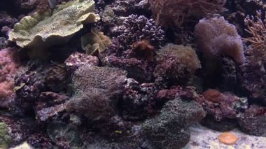 Sualtı flora su tarafından geçerli hareket ediyor.