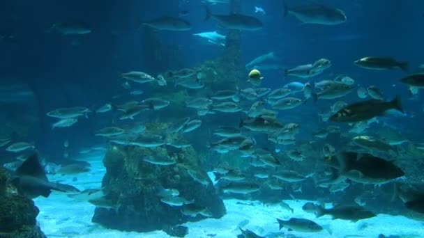 Ray, tubarão e outros peixes perenes no aquário de Barcelona, Espanha — Vídeo de Stock