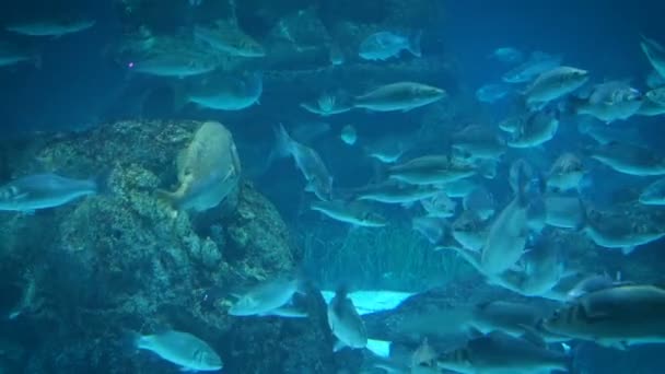 Ray en vissen in het aquarium van Barcelona, Spanje Spanje — Stockvideo