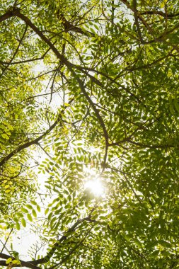 dallar ve yapraklar siluet