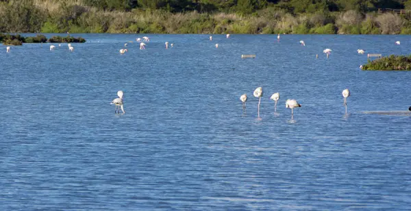 Beskåda av flamingos i Calpe, Spanien — Stockfoto