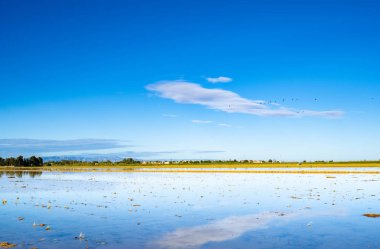 Pirinç çeltik alan Ebro Delta, İspanya. Mavi gökyüzü su yansıma